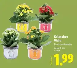 Lidl Planta - kalanchoe vidro promoção