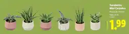 Lidl Mini - suculemas ceramica promoção