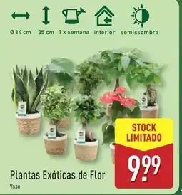 ALDI Flor - plantas exóticas de flor promoção