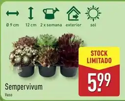 ALDI Sol - sempervivum vaso promoção