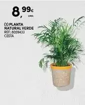 Continente Planta - natural verde promoção