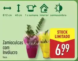 ALDI com - zamioculcas com involucro promoção