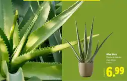 Lidl Planta - aloe vera promoção