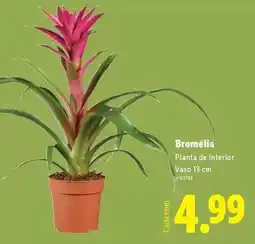 Lidl Planta - de interior vaso promoção