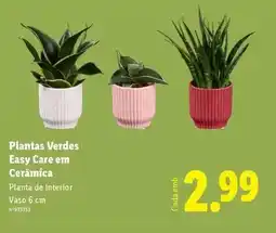 Lidl Planta - s verdes easy care em ceramica promoção