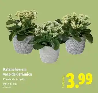 Lidl Planta - de interior promoção