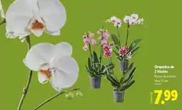 Lidl Planta - ornavidede 2 haritas promoção
