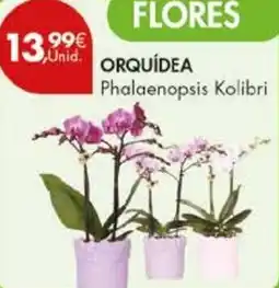 Pingo Doce Orquídea Phalaenopsis Kolibri promoção