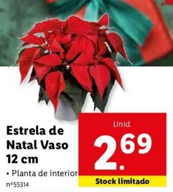 Estrela de Natal Vaso 12cm
