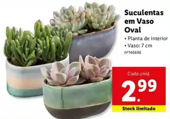 Lidl Suculentas em Vaso Oval promoção
