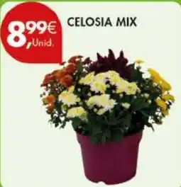 Pingo Doce Celosia mix promoção