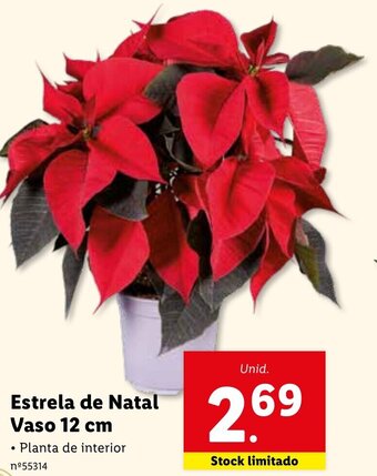 Estrela de Natal Vaso 12cm