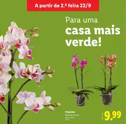 Lidl Orquídea promoção