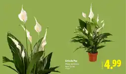 Lidl Lírio da Paz promoção