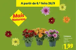 Lidl Crisântemo promoção