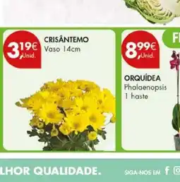 Pingo Doce Crisântemo vaso 14cm promoção