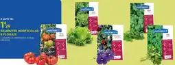 Bricomarché Sementes horticolas e florais promoção