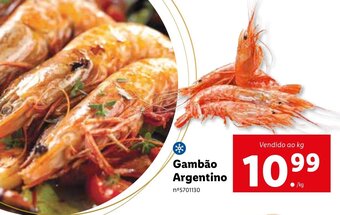 Gambão Argentino