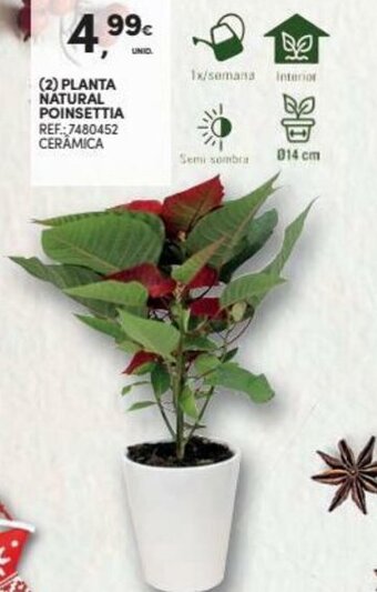 Continente Planta Natural Poinsettia promoção