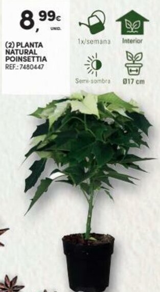 Continente Planta Natural Poinsettia promoção