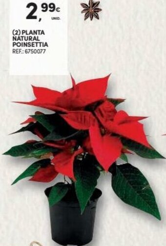 Continente Planta Natural Poinsettia promoção