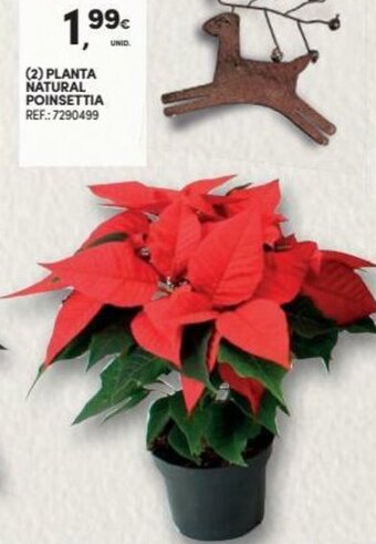 Continente Planta Natural Poinsettia promoção