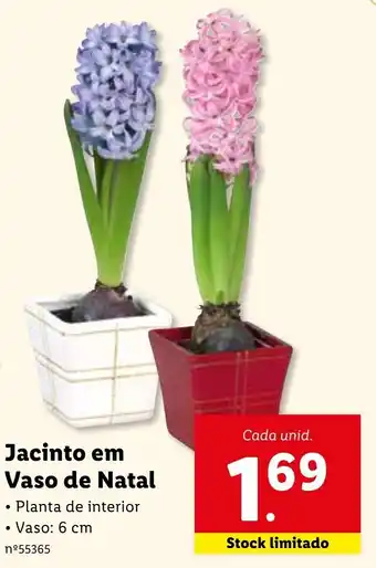 Lidl Jacinto em Vaso de Natal promoção
