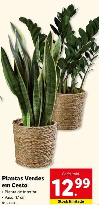 Lidl Plantas Verdes em Cesto promoção