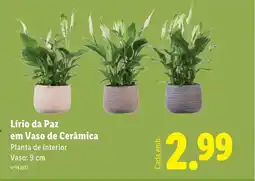 Lidl Lírio da Paz em Vaso de Cerâmica promoção