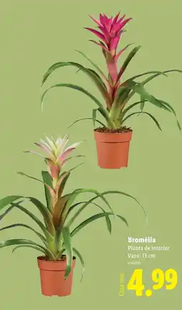 Lidl Bromélia Planta de interior Vaso: 13 cm promoção