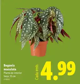 Lidl Begonia maculata Planta de interior Vaso: 12 cm promoção