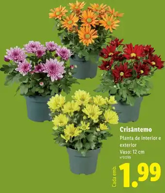 Lidl Crisântemo promoção