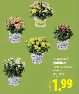 Lidl Crisântemo Multiflora promoção