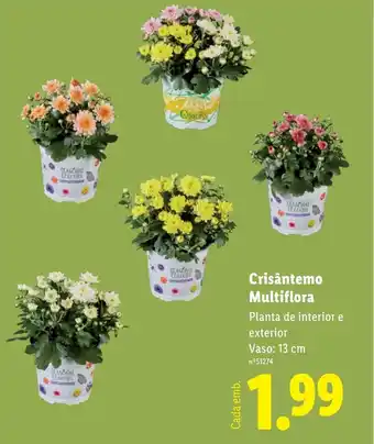 Lidl Crisântemo Multiflora promoção