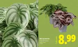Lidl Mix de Interior promoção