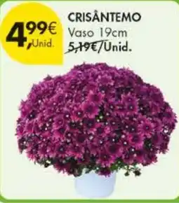 Pingo Doce Crisantemo vaspo 19cm promoção