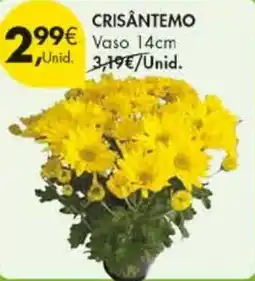 Pingo Doce Crisantemo vaso 14cm promoção