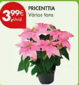 Pingo Doce Pricenttia vários tons promoção