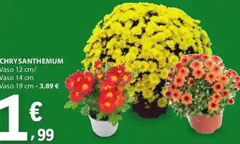 E.Leclerc Chrysanthemum promoção