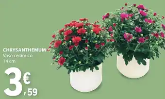 Chrysanthemum vaso cerâmico