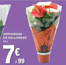 E.Leclerc Anthurium de halloween mix promoção