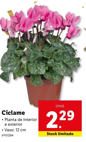 Ciclame