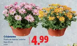 Lidl Crisântemo promoção