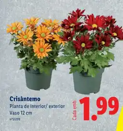 Lidl Crisântemo promoção