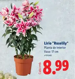 Lidl Lírio "Roselily" Planta de interior Vaso: 17 cm promoção