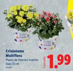 Lidl Crisântemo Multiflora promoção
