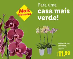 Lidl Orquídea em Vaso de Cerâmica promoção