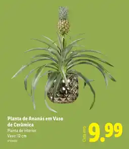 Lidl Planta de Ananás em Vaso de Cerâmica promoção