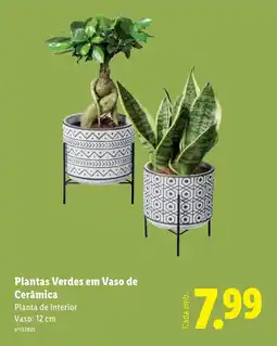 Lidl Plantas Verdes em Vaso de Cerâmica promoção