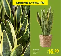 Lidl Sansevieria promoção